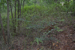 Desmodium pulchellum